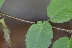 Brachiacantha ursina