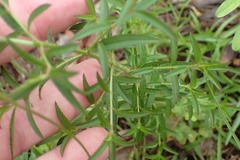 Rhexia mariana mariana