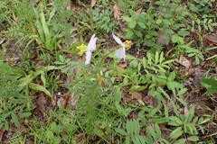 Rhexia mariana mariana