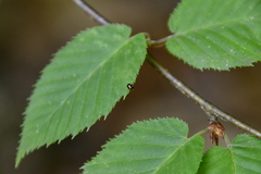 Brachiacantha ursina