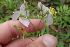 Rhexia mariana mariana