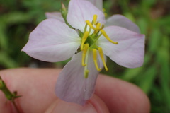 Rhexia mariana mariana