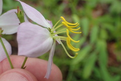 Rhexia mariana mariana