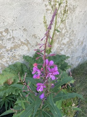 Chamaenerion angustifolium