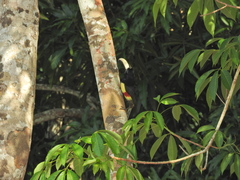 Pteroglossus aracari