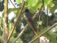 Pteroglossus aracari