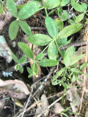 Galium californicum