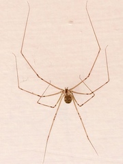 Physocyclus globosus