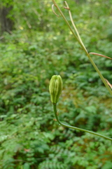 Lilium columbianum