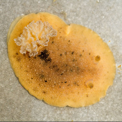Geitodoris heathi