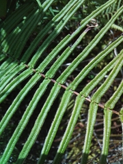 Pteris longifolia