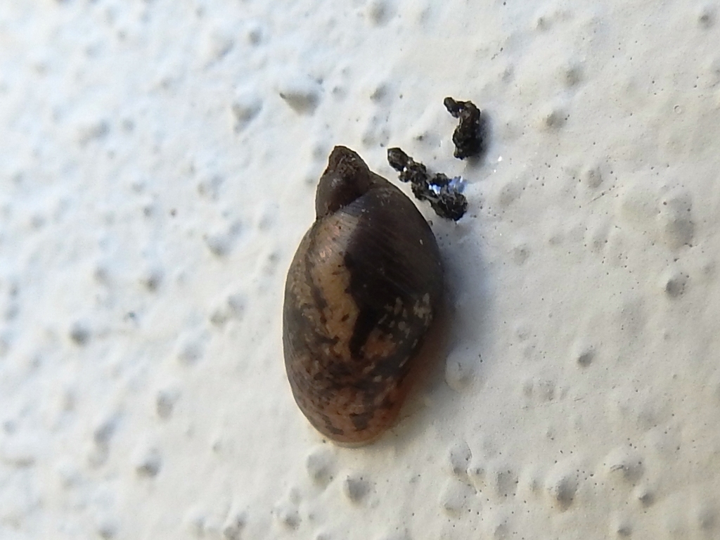Guatemalan Ambersnail