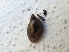 Succinea guatemalensis