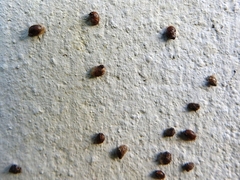 Succinea guatemalensis