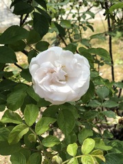 Rosa