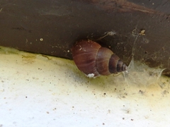 Bulimulus unicolor