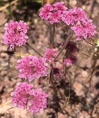 Chorizanthe douglasii