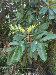Cupania