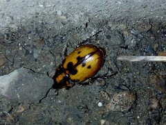 Cyclocephala deceptor