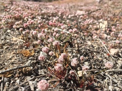 Eriogonum nortonii