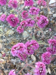 Chorizanthe douglasii