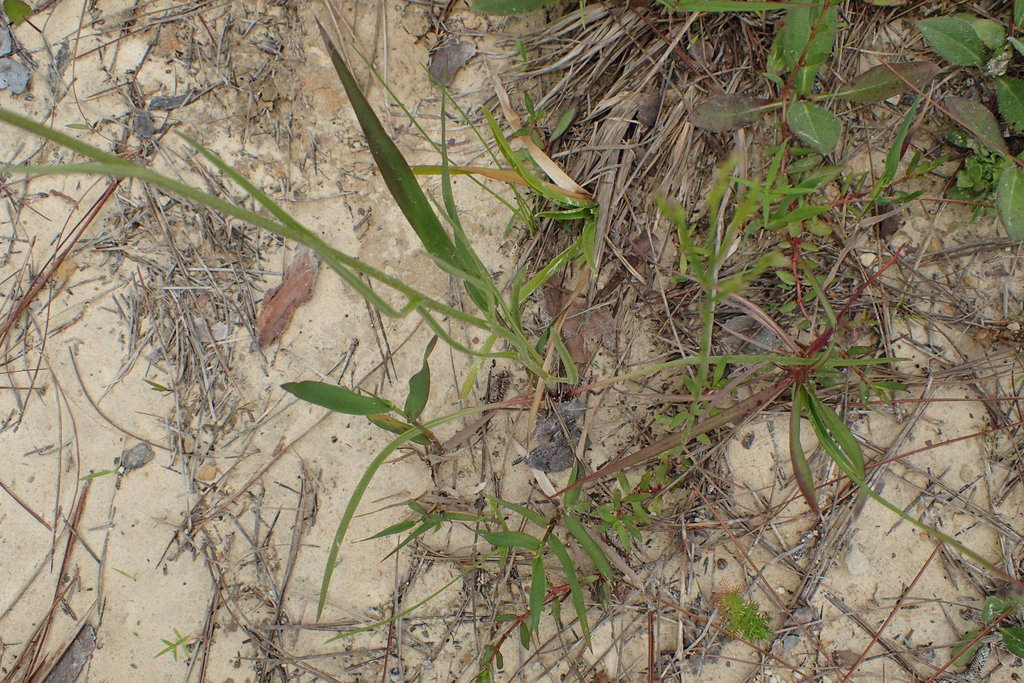 Grassleaf Coneflower (Apalachicola Regional Species) · iNaturalist