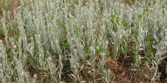 Artemisia cana