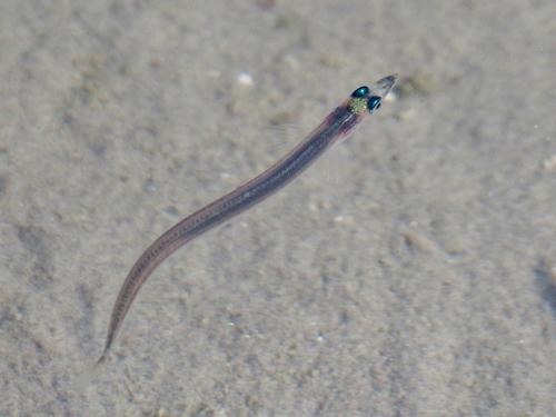 Pacific Sand Lance