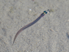 Pacific Sand Lance photo 3
