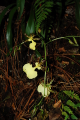 Oncidium tigrinum