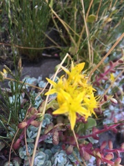 Sedum spathulifolium