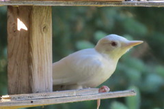 Dryobates villosus villosus