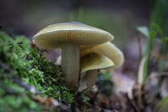 Tricholoma viridiolivaceum