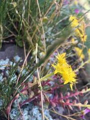 Sedum spathulifolium
