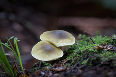Tricholoma viridiolivaceum