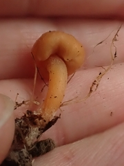 Macrocystidia