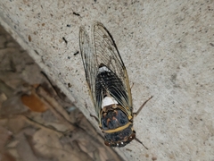 Diceroprocta cinctifera