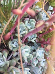 Sedum spathulifolium