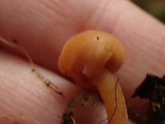 Macrocystidia
