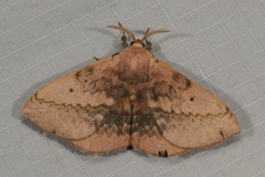 Anthela varia
