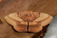 Anthela varia