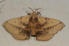 Anthela varia