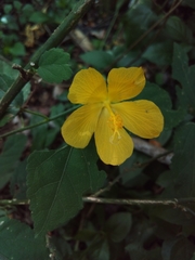 Pavonia spinifex