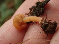Macrocystidia