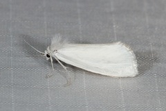 Schoenobiinae
