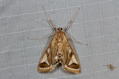 Strepsinoma foveata