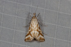 Sedenia rupalis