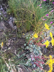 Sedum spathulifolium