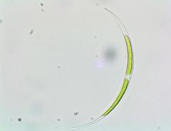 Closterium acutum