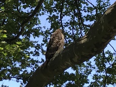 Buteo jamaicensis